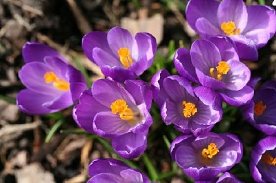 Spring Crocuses Closeup