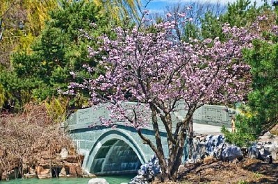 Jardim japonês