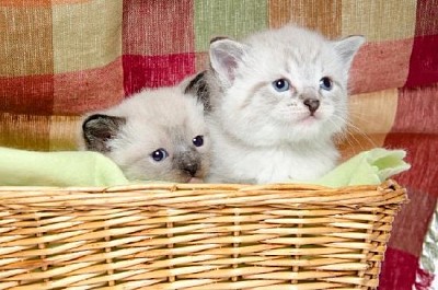 Deux chatons dans un panier