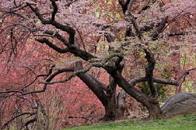Árvore de cereja