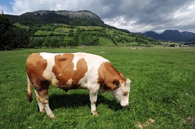 Vaca comendo grama