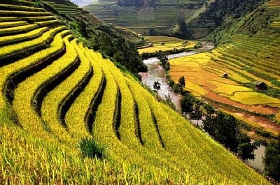 Rice Field  jigsaw puzzle