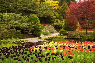 Flores en el jardín