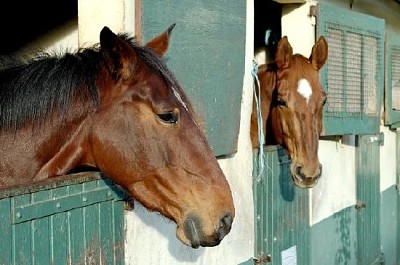 Cavalos em seu estábulo