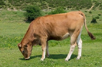 Una vaca en el Medow