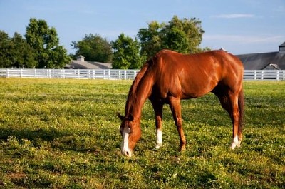 Cheval du Kentucky