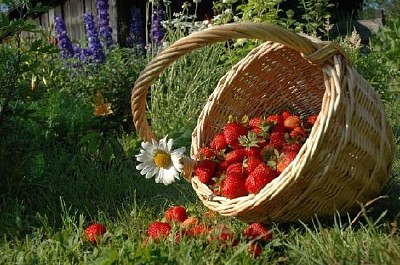 Ein Korb mit Erdbeeren
