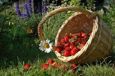 Una canasta con fresas