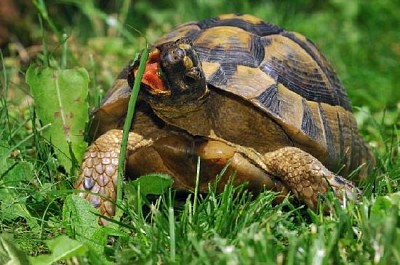 Griechische Schildkröte