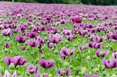 Coquelicots violets