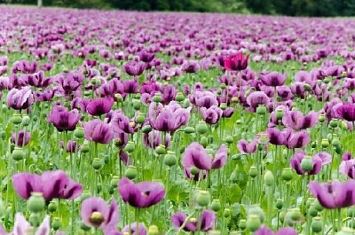 Amapolas moradas