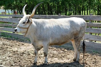 Hungarian Grey Cattle