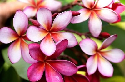 Розови цветя Plumeria