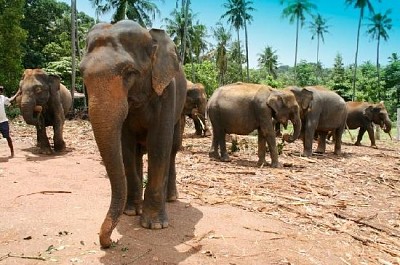 Orfanotrofio degli elefanti di Pinnewala, Sri Lanka
