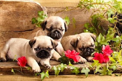 Pug Puppies and Flowers
