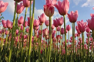 Tulpen gegen blauen Himmel