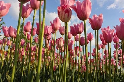 Tulipanes contra el cielo azul