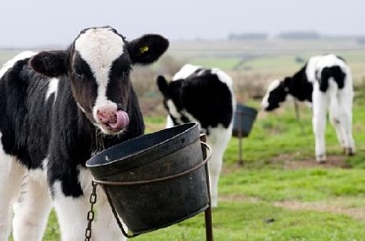 Kleines Kalb essen