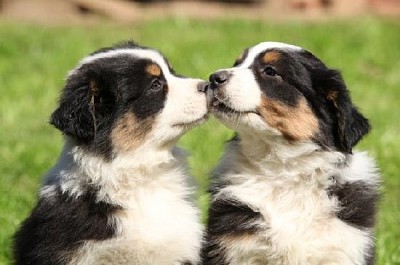 Two Australian Shepherd Puppies