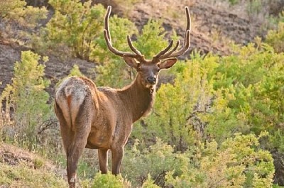 Bull Elk in Forest