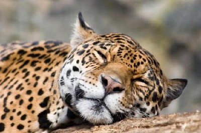 Jaguar au repos