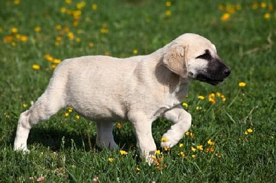 Ung Kangal hund som spelar