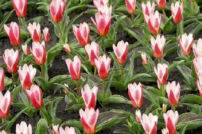 Botanical Tulips jigsaw puzzle