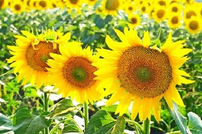 Girasoli gialli