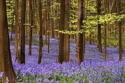 Fleurs dans la forêt