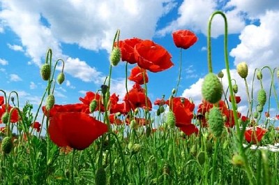 Amapolas y cielo azul