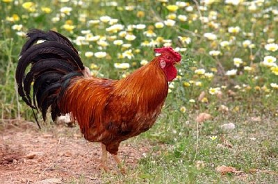 Coq dans un pré fleuri