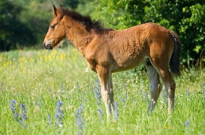 美しい子馬