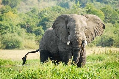 Elefante su una riva del fiume Nilo