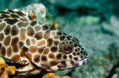 Coral Grouper