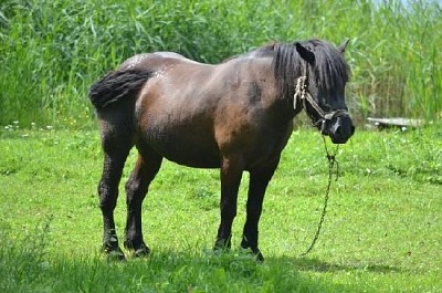 Cheval noir sur le terrain