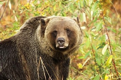 Urso-pardo macho