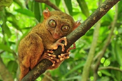 Tarsier på ett träd