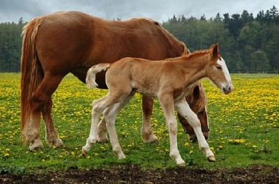 Mutter und drei Tage Fohlen