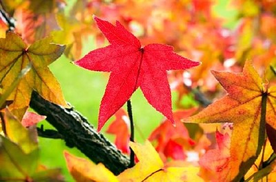 Fall Leaves jigsaw puzzle