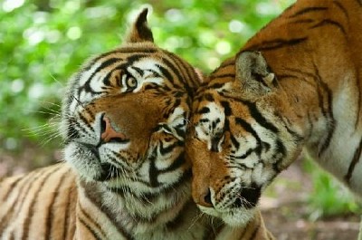 Famille des tigres