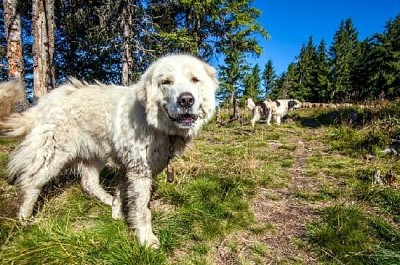 Chien de berger regardant les moutons