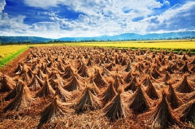 Harvest time