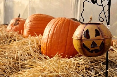 Calabazas de otoño festivas