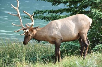 Cerf au bord d'un lac