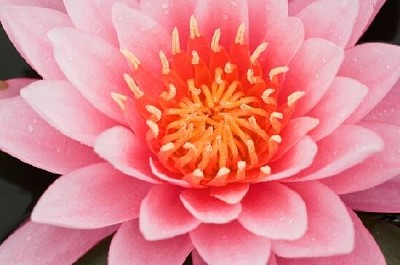 Pink Water Lily