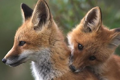 Duas jovens raposas vermelhas