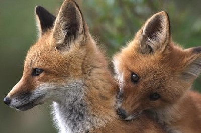 Deux jeunes renards roux