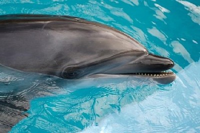 Bebé delfín