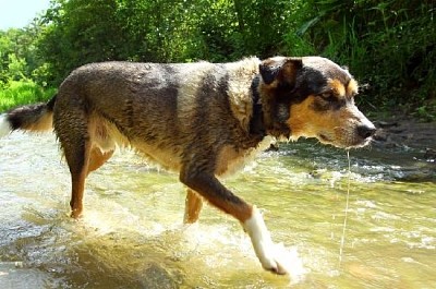 Dog Walking Through River