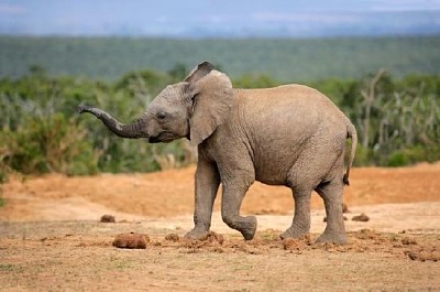 Giovane elefante africano